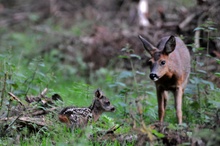 Rehkitz und Ricke im Wald