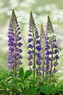 Vielblättrige Lupine (Lupinus polyphyllus) II