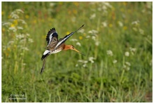 Uferschnepfe im Landeanflug ( Limosa limosa )