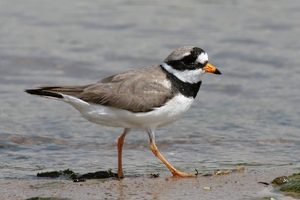 Sandregenpfeifer