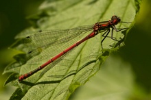 Adonislibelle
