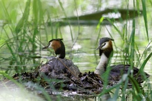 Taucher am Nest