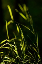 Gras im Gegenlicht