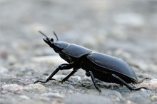 Wegelagerer/in (Lucanus cervus)