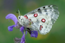 Parnassius apollo