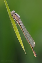 Große Pechlibelle
