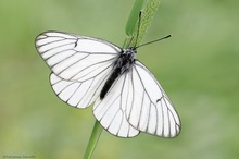 Baum-Weißling (Aporia crataegi)