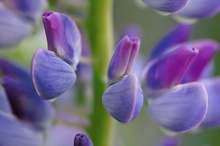 Vielblättrige Lupine (Lupinus polyphyllus) III