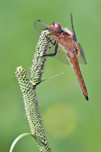 Libellula fulva