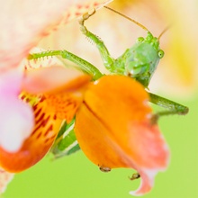 Punktierte Zartschrecke - Leptophyes punctatissima  I