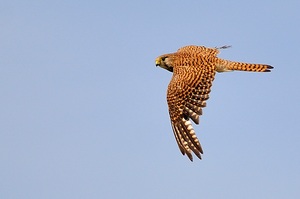 Turmfalke im Vorbeiflug