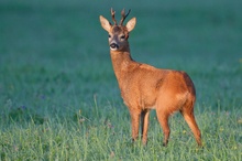 Rehbock in der Morgensonne