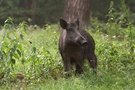 Wild Boar