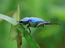 Relaxed...(Hoplia coerulea) (2)