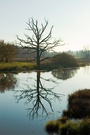 Moor bei Andechs-Bayern  I