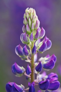 Vielblättrige Lupine (Lupinus polyphyllus) IV