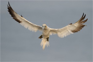 Schräger Vogel