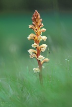 Orobanche