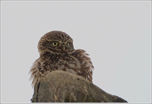 Steinkauz, (Athene noctua) Wildlife