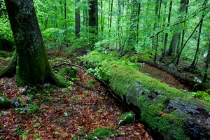 Urwald 2