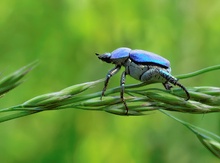 Hoplia coerulea (3) klassisch ...