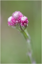 Rosa-rote Pfötchen