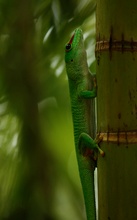 Gecko