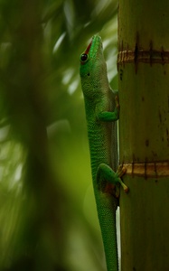 Gecko