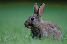 junges Wildkaninchen (Oryctolagus cuniculus)