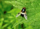 gemeine Waldschwebefliege