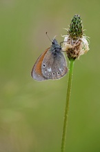 Wiesenvögelchen