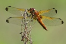 Spitzenflecklibelle