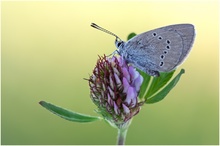 Blau auf rosa