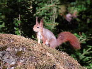 Eichhörnchen auf dem Stein