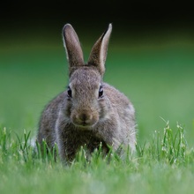 junges Wildkaninchen (Oryctolagus cuniculus) III