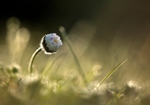 Nur ein Gänseblümchen ......