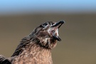 Skua
