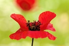 Klatschmohn