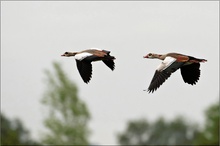 Nilgänse ...