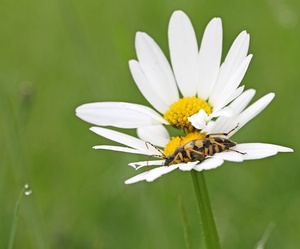 Käfer auf Margeritenblüte