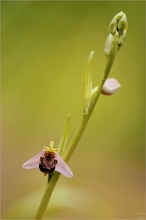 Bienen-Ragwurz