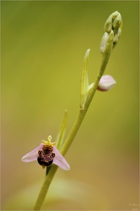 Bienen-Ragwurz