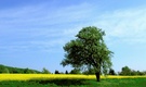 Rapsfeld mit Baum