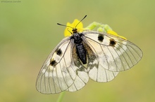 Schwarze Apollo (Parnassius mnemosyne)