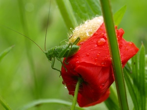 Grashüpfermohn