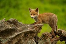 Red fox cub