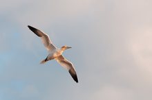 Basstölpel am Himmel