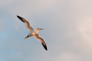 Basstölpel am Himmel