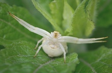 "Gefährliche Blüte"