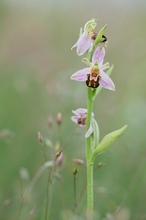 Heideblümchen